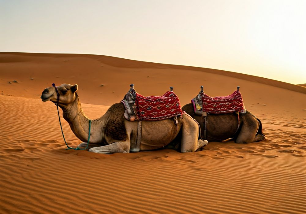 Saddled camels with tourists at Lahbab red dunes